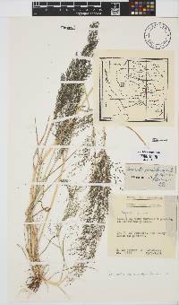 Eragrostis glandulosipedata image