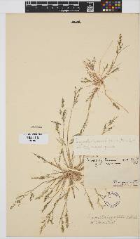 Eragrostis homomalla image