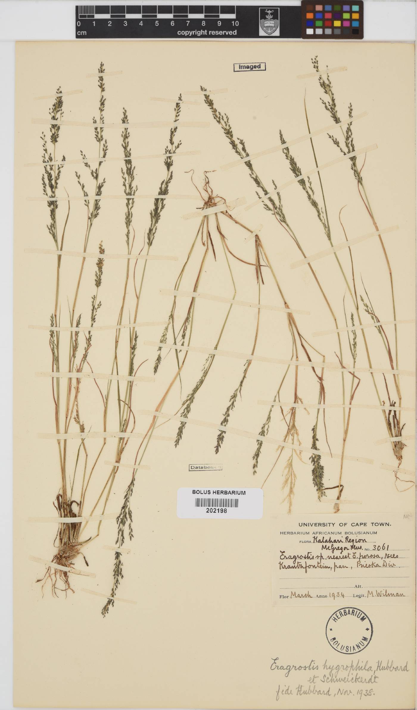 Eragrostis homomalla image