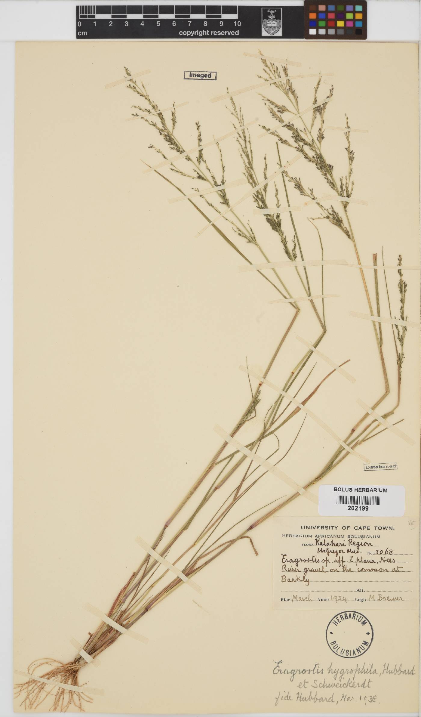 Eragrostis homomalla image