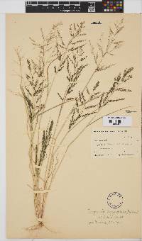 Eragrostis homomalla image