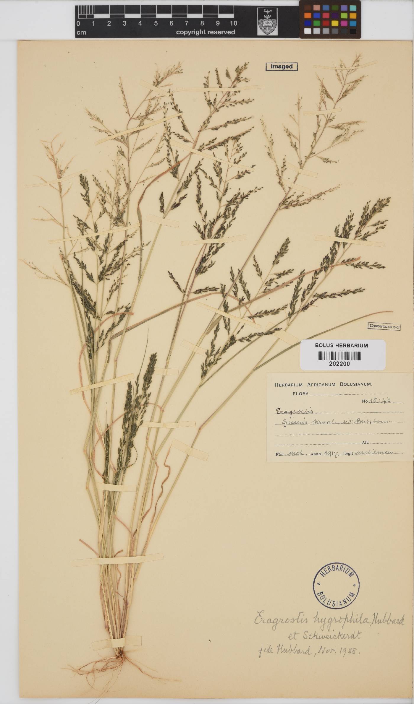 Eragrostis homomalla image