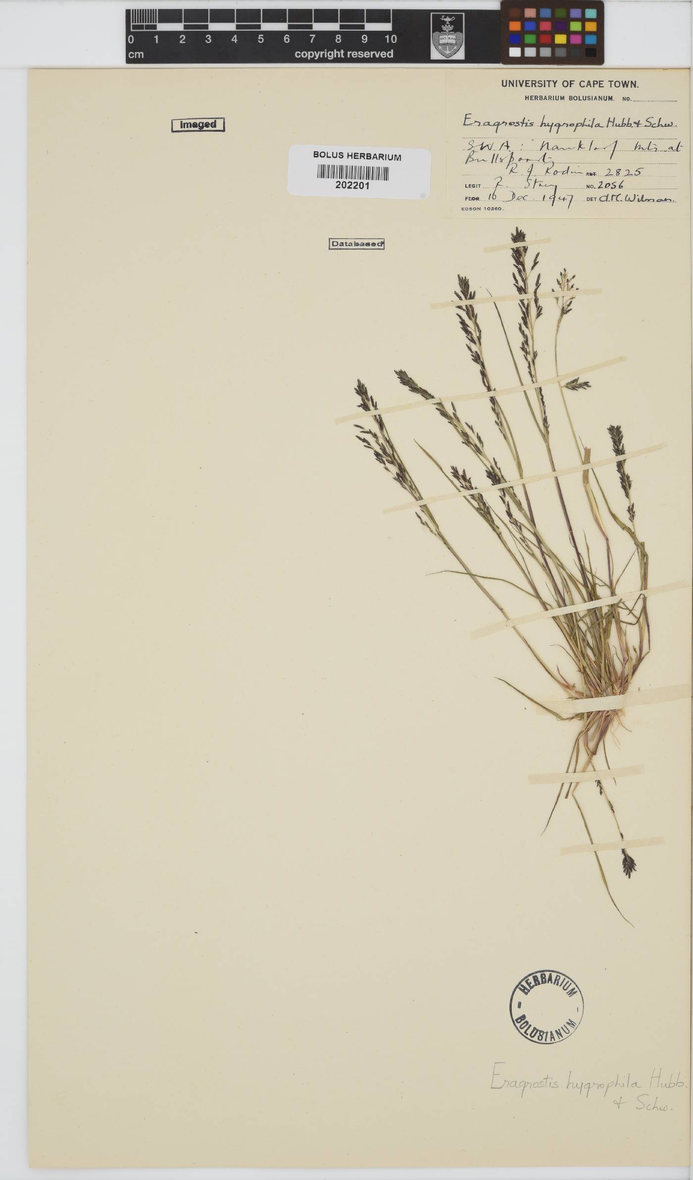 Eragrostis homomalla image