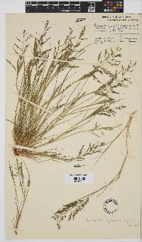 Eragrostis homomalla image