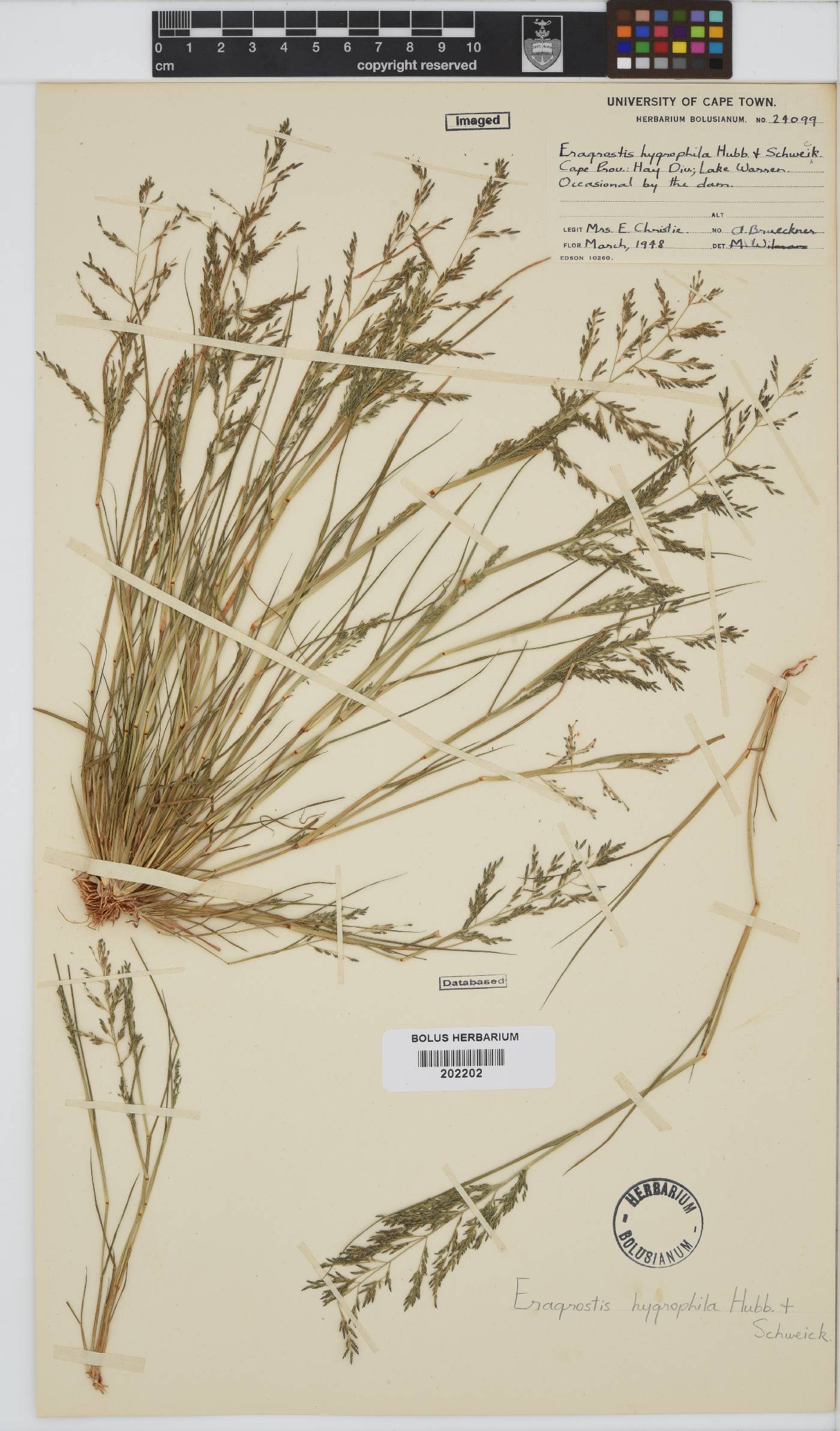 Eragrostis homomalla image