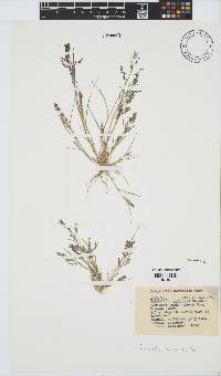 Eragrostis homomalla image