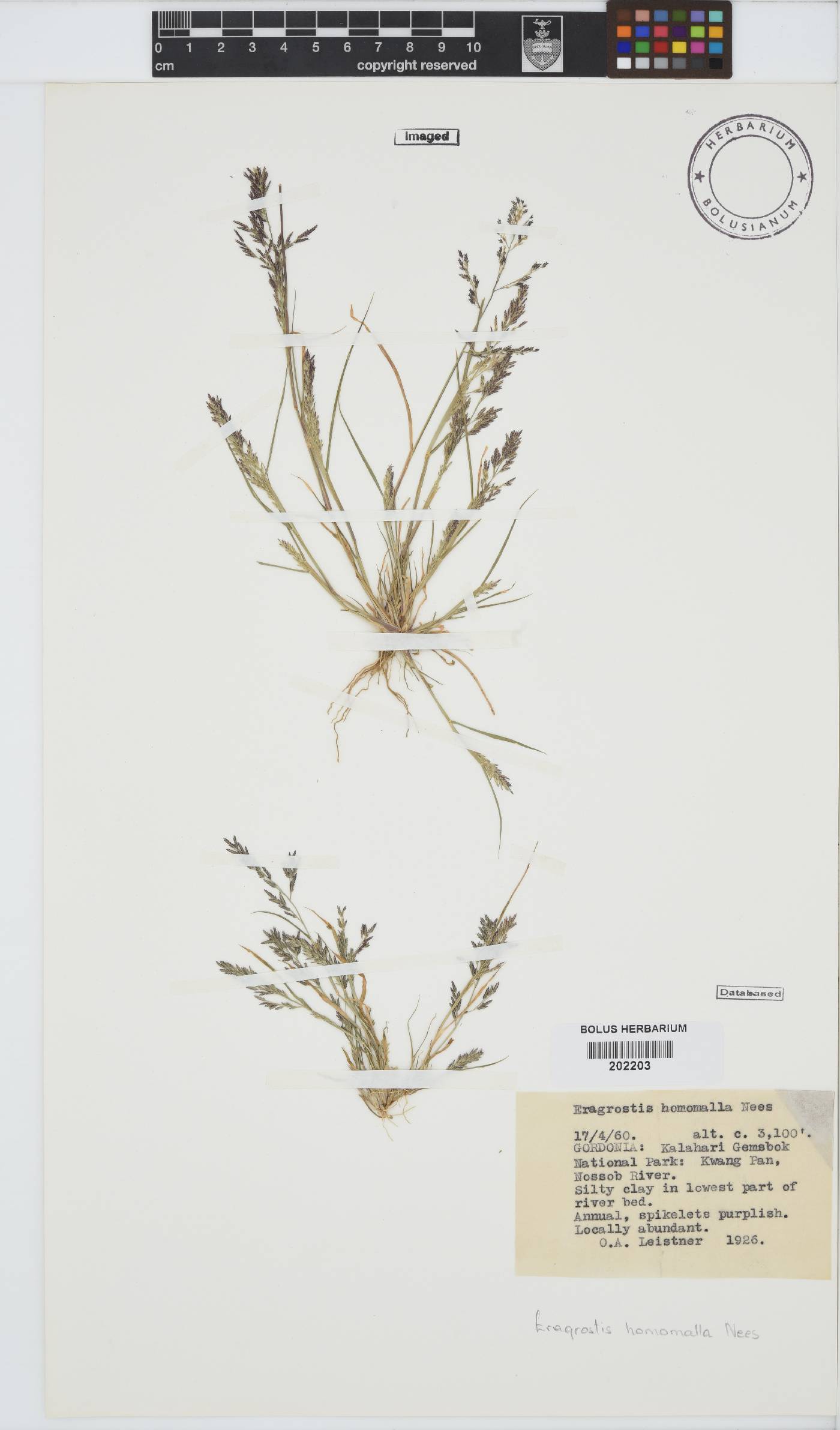 Eragrostis homomalla image