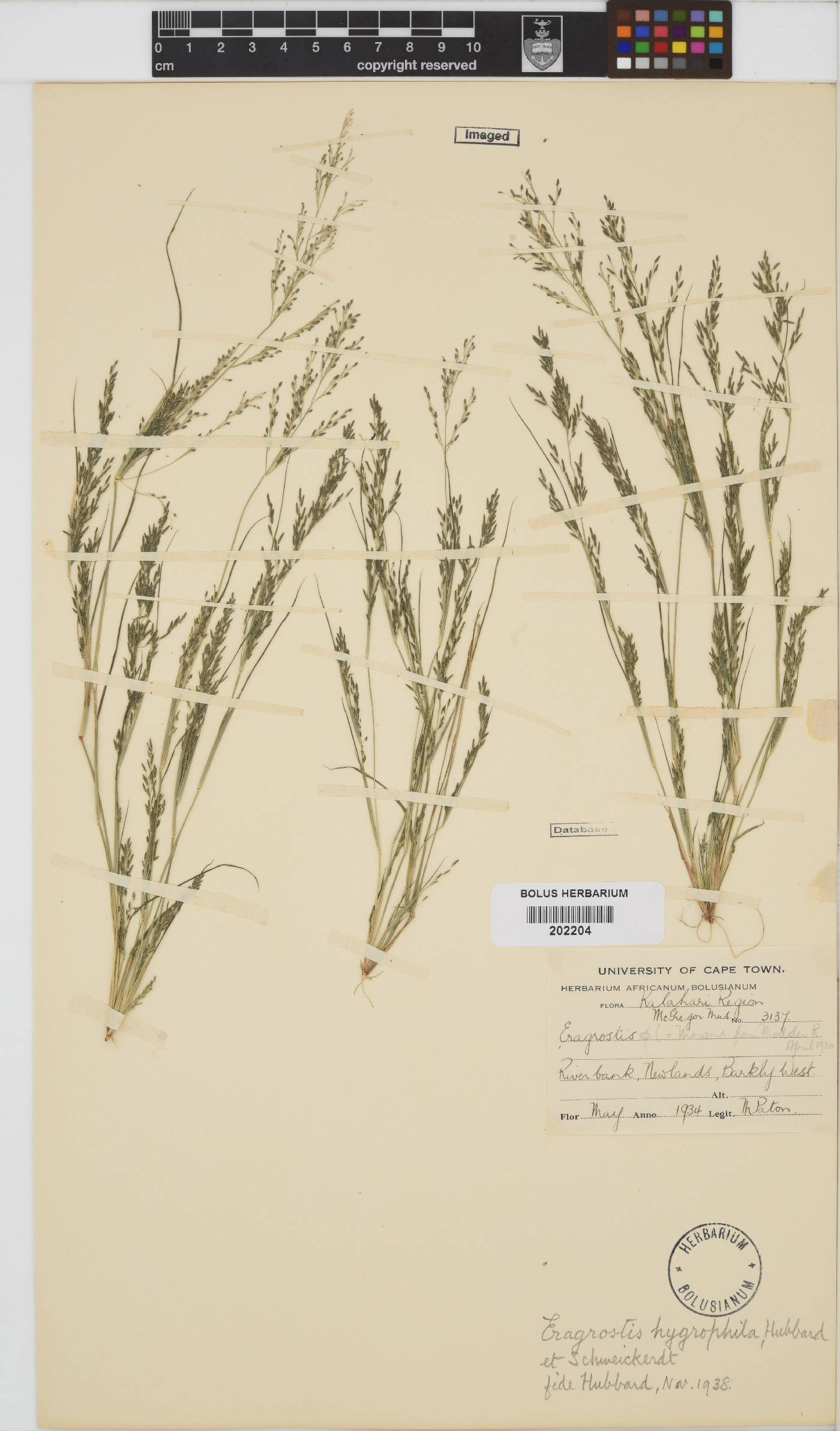Eragrostis homomalla image