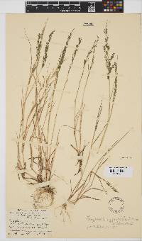 Eragrostis homomalla image