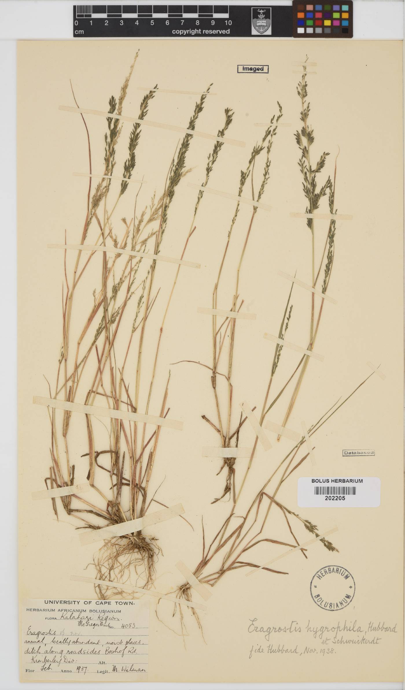 Eragrostis homomalla image