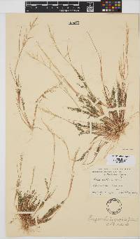 Eragrostis homomalla image