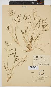 Eragrostis homomalla image