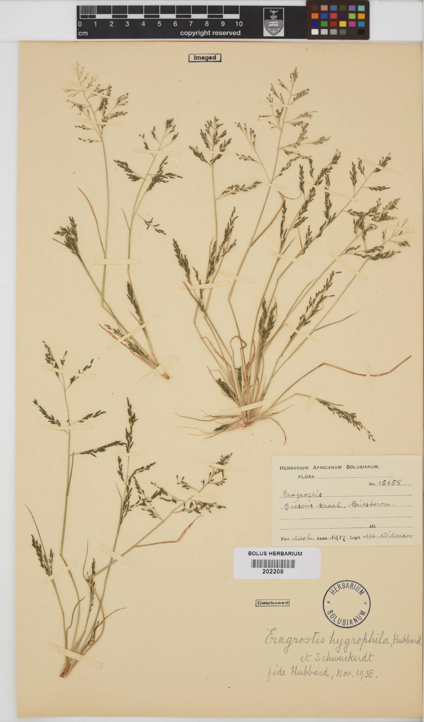 Eragrostis homomalla image