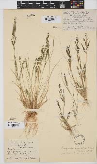 Eragrostis homomalla image