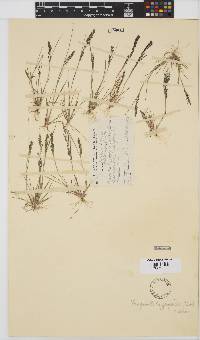 Eragrostis homomalla image