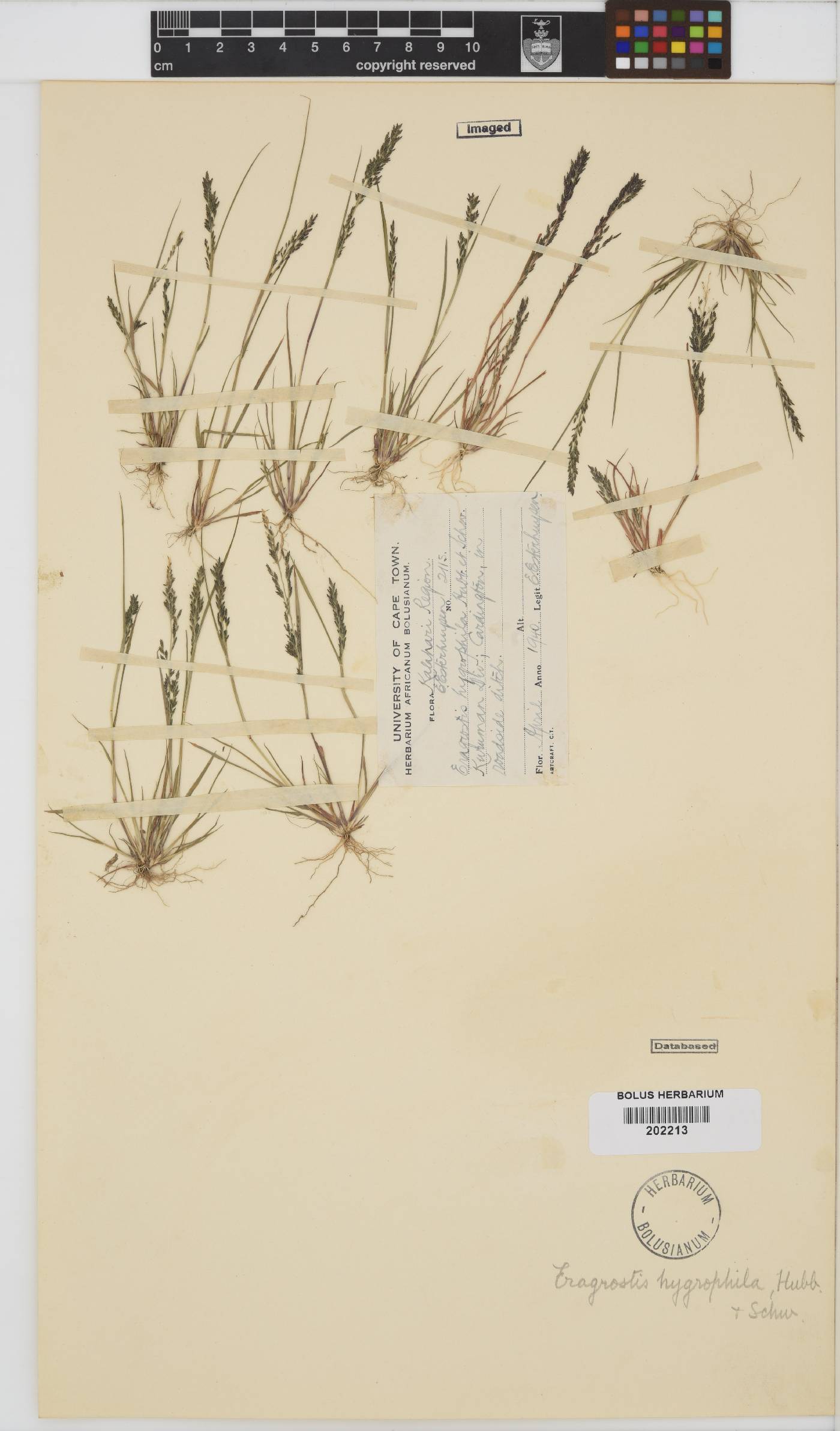 Eragrostis homomalla image