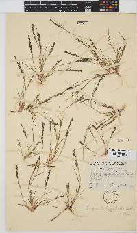 Eragrostis homomalla image