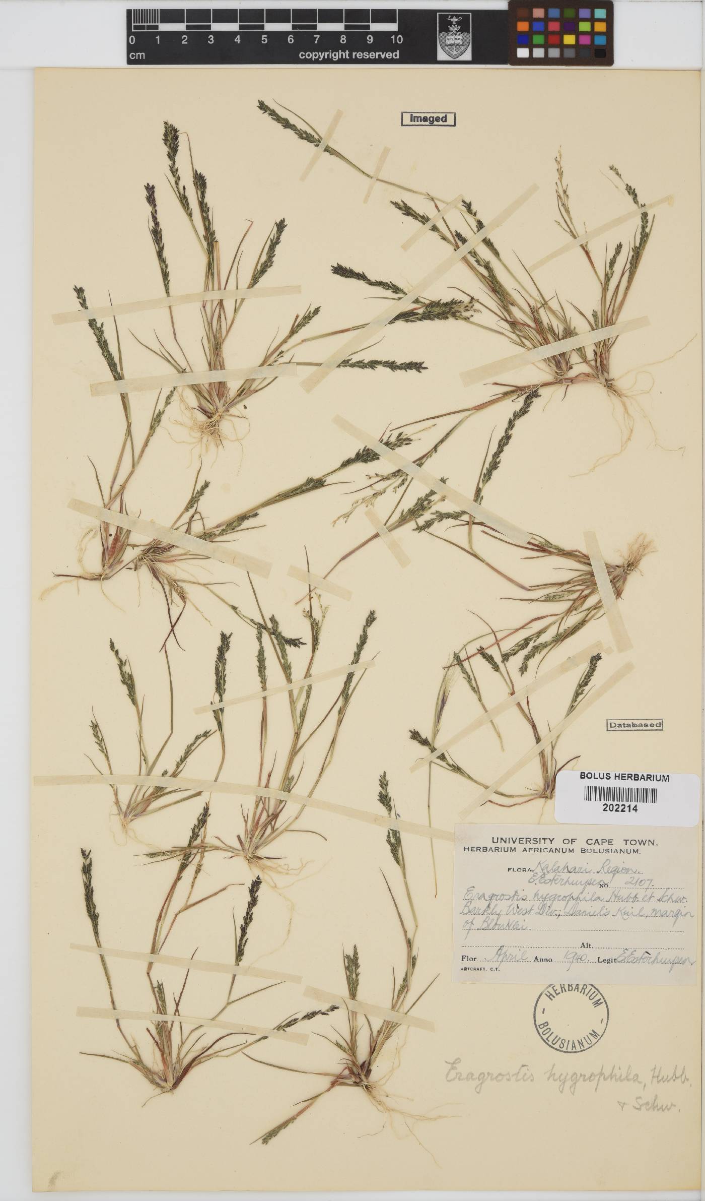 Eragrostis homomalla image