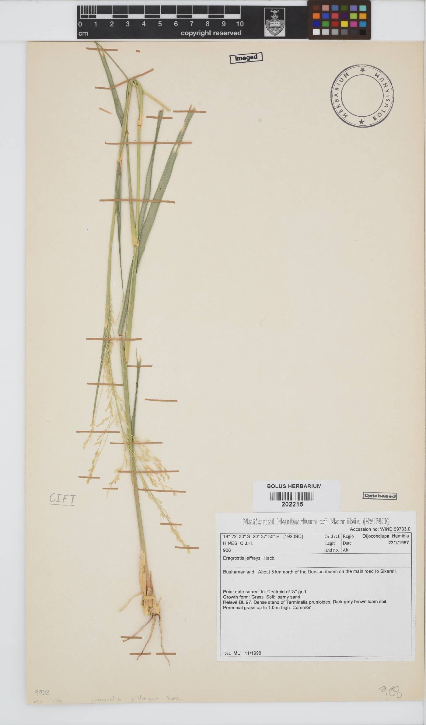 Eragrostis jeffreysii image