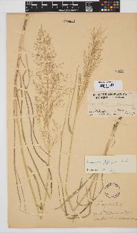 Eragrostis jeffreysii image