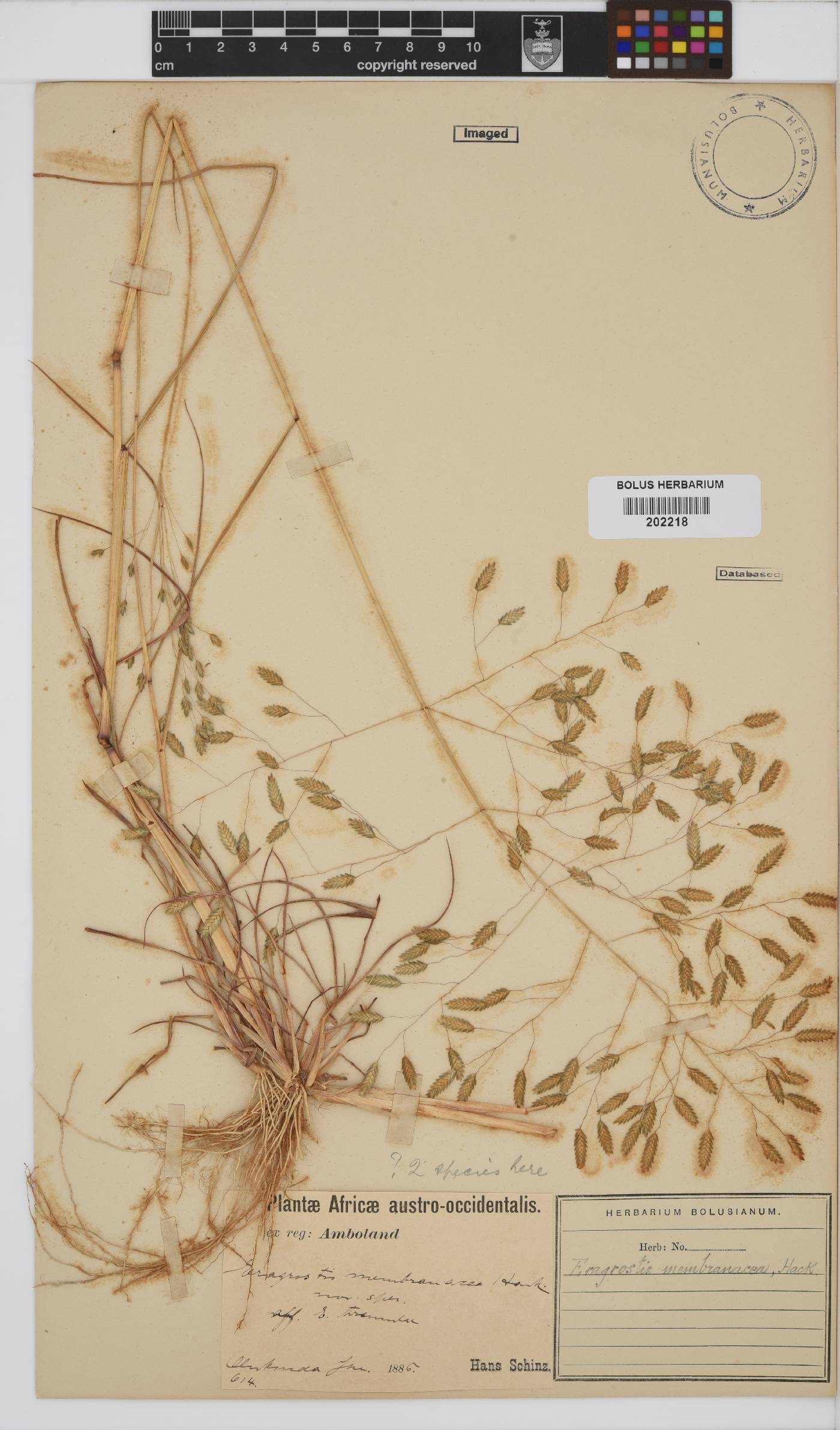 Eragrostis membranacea image