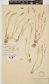 Eragrostis macrochlamys var. wilmaniae image