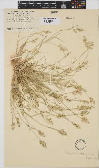 Eragrostis macrochlamys image