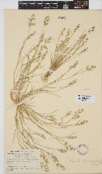 Eragrostis macrochlamys image