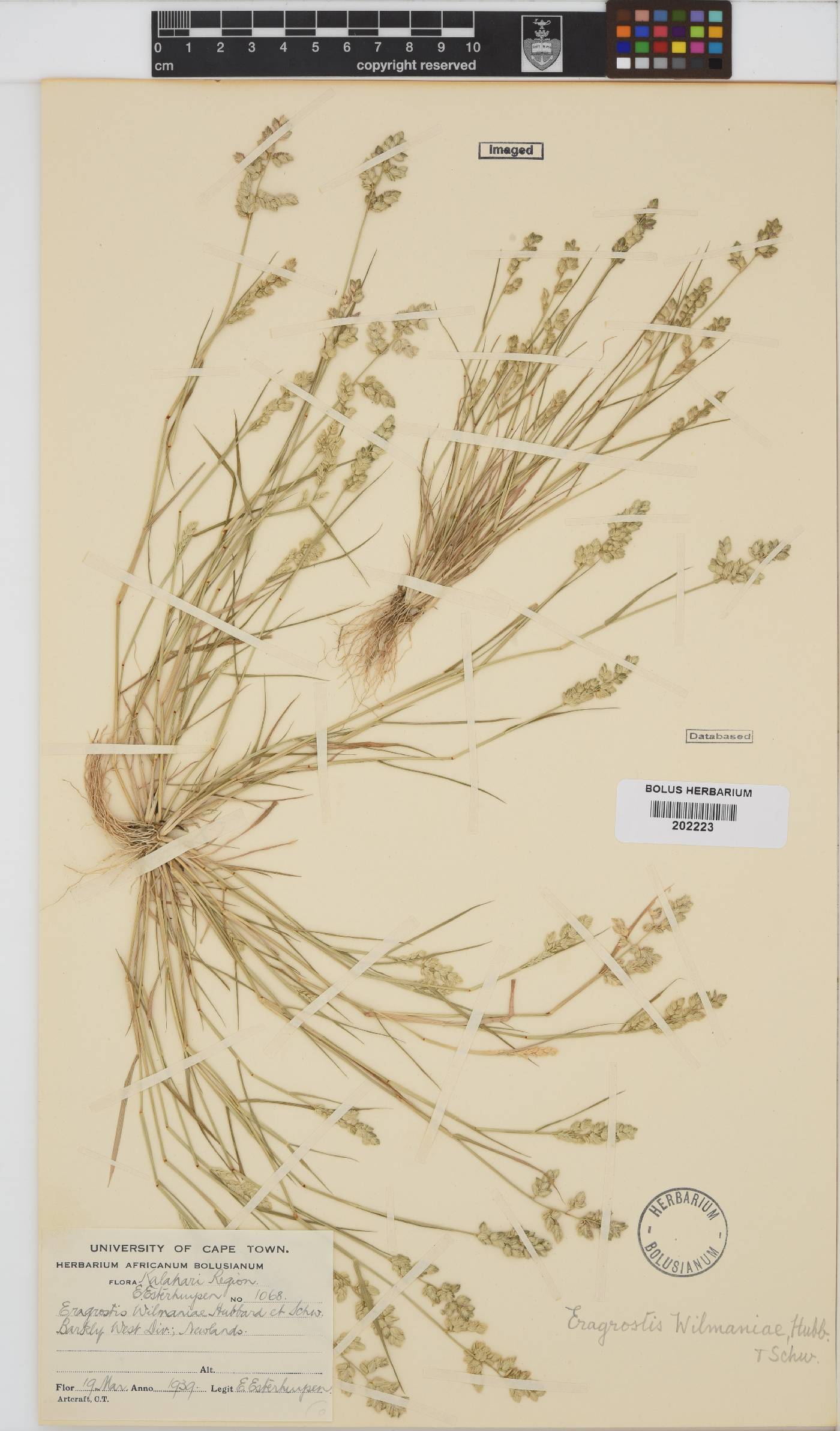 Eragrostis macrochlamys var. wilmaniae image