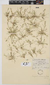 Eragrostis macrochlamys image