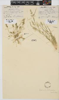 Eragrostis macrochlamys image