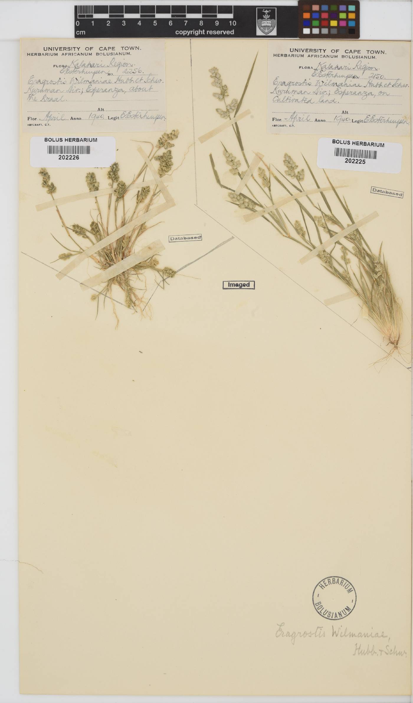 Eragrostis macrochlamys var. wilmaniae image