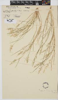 Eragrostis macrochlamys image