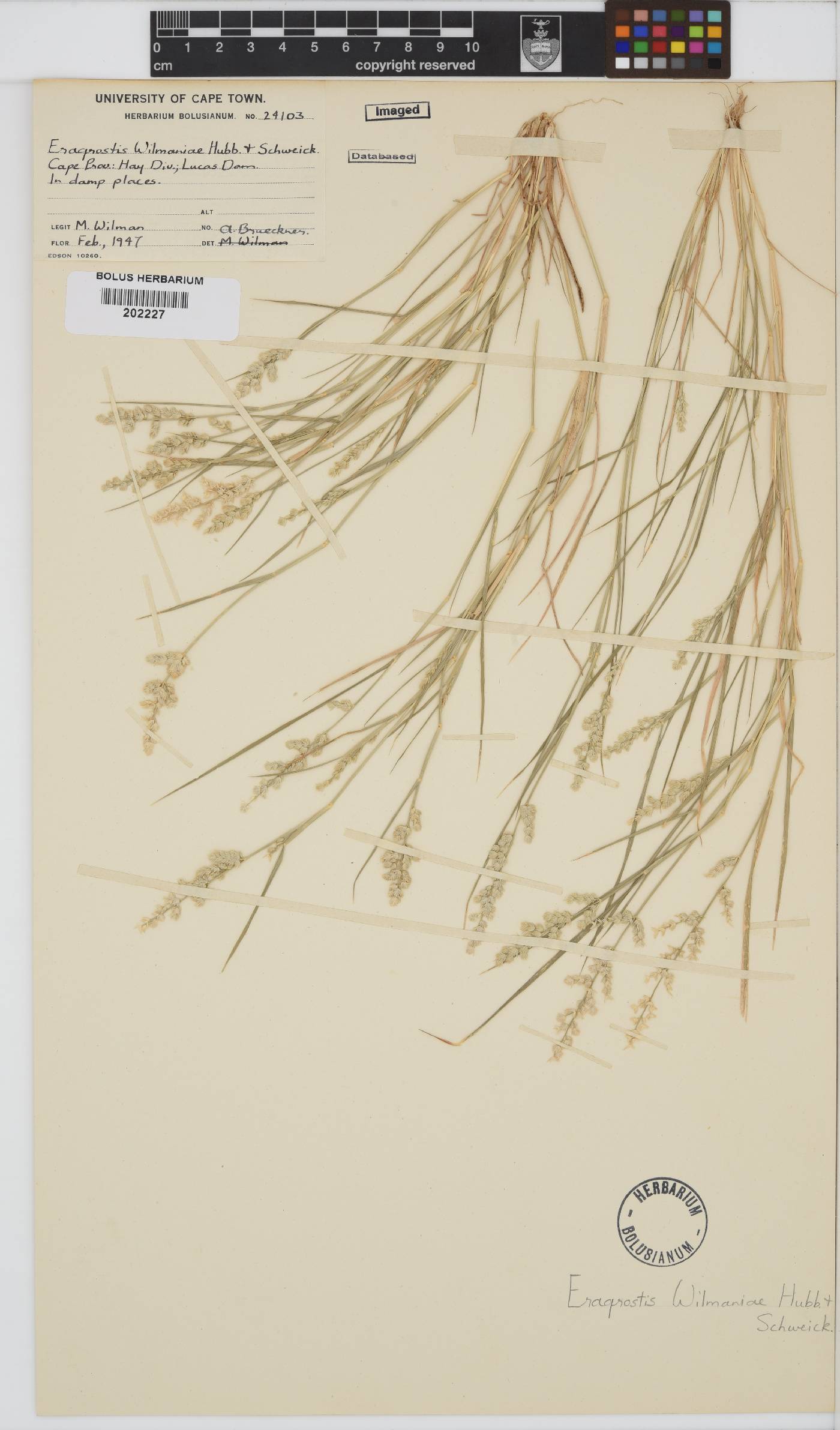 Eragrostis macrochlamys var. wilmaniae image