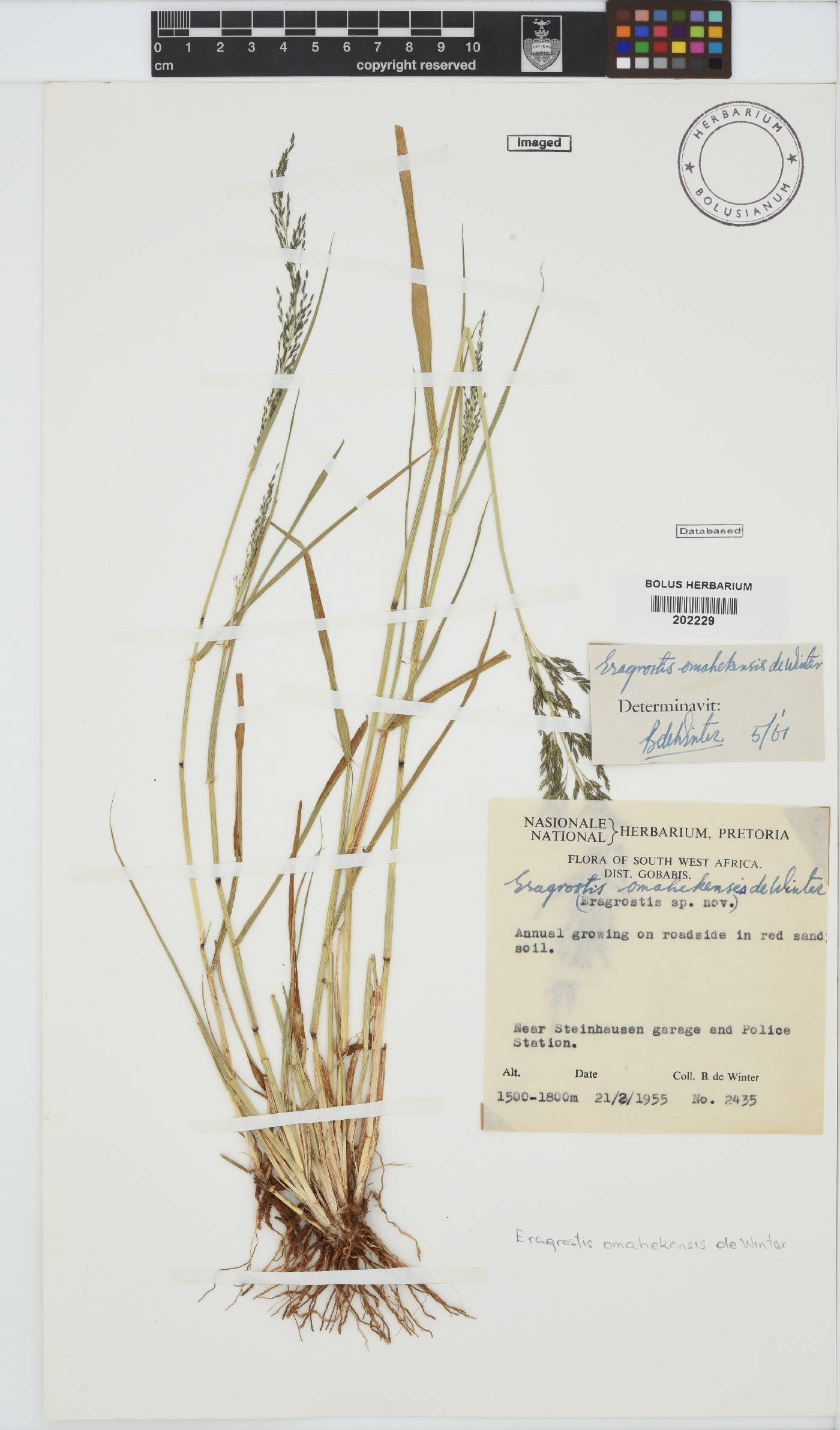 Eragrostis omahekensis image