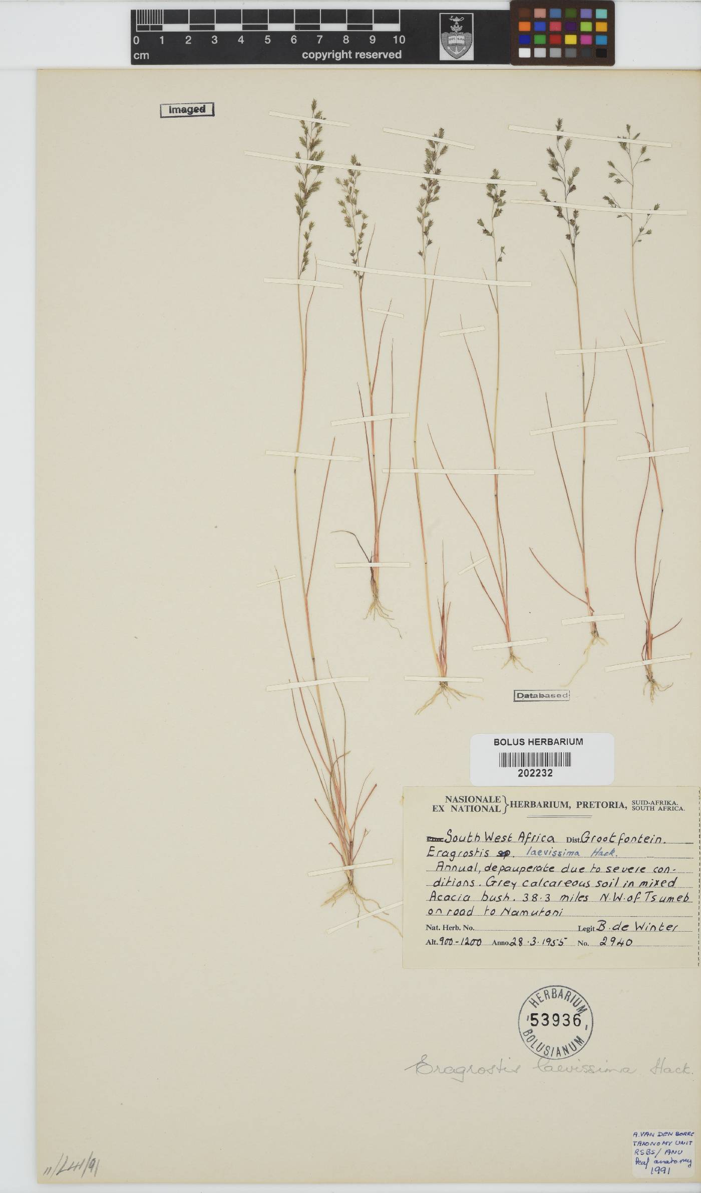 Eragrostis laevissima image