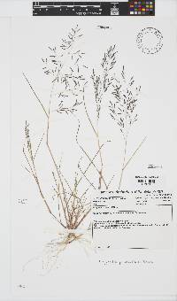 Eragrostis pilosa image