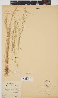 Eragrostis pilosa image