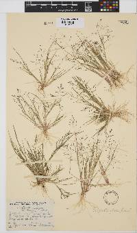 Eragrostis pilosa image