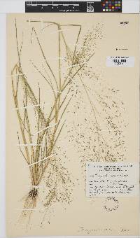 Eragrostis pilosa image