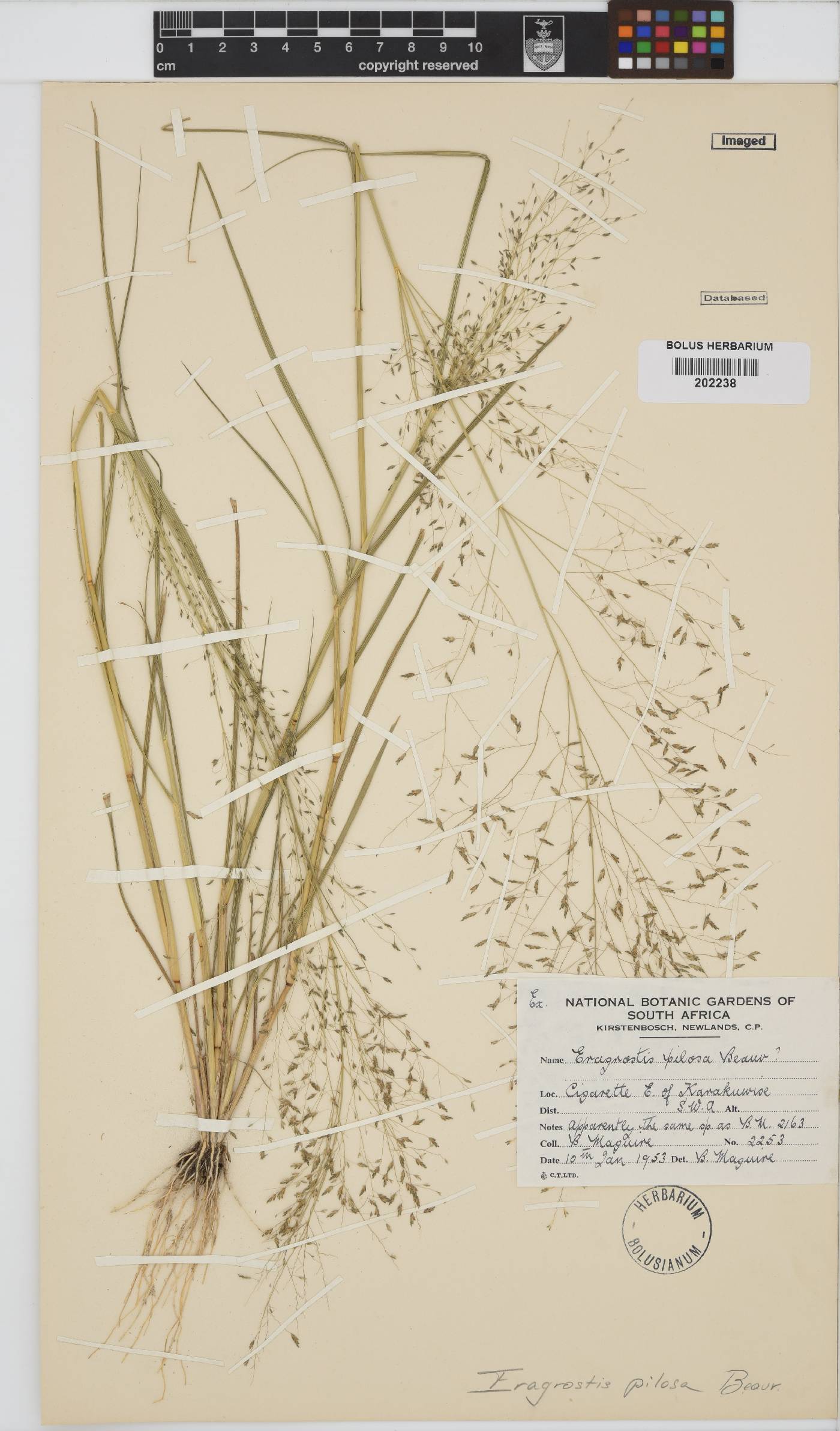 Eragrostis pilosa image