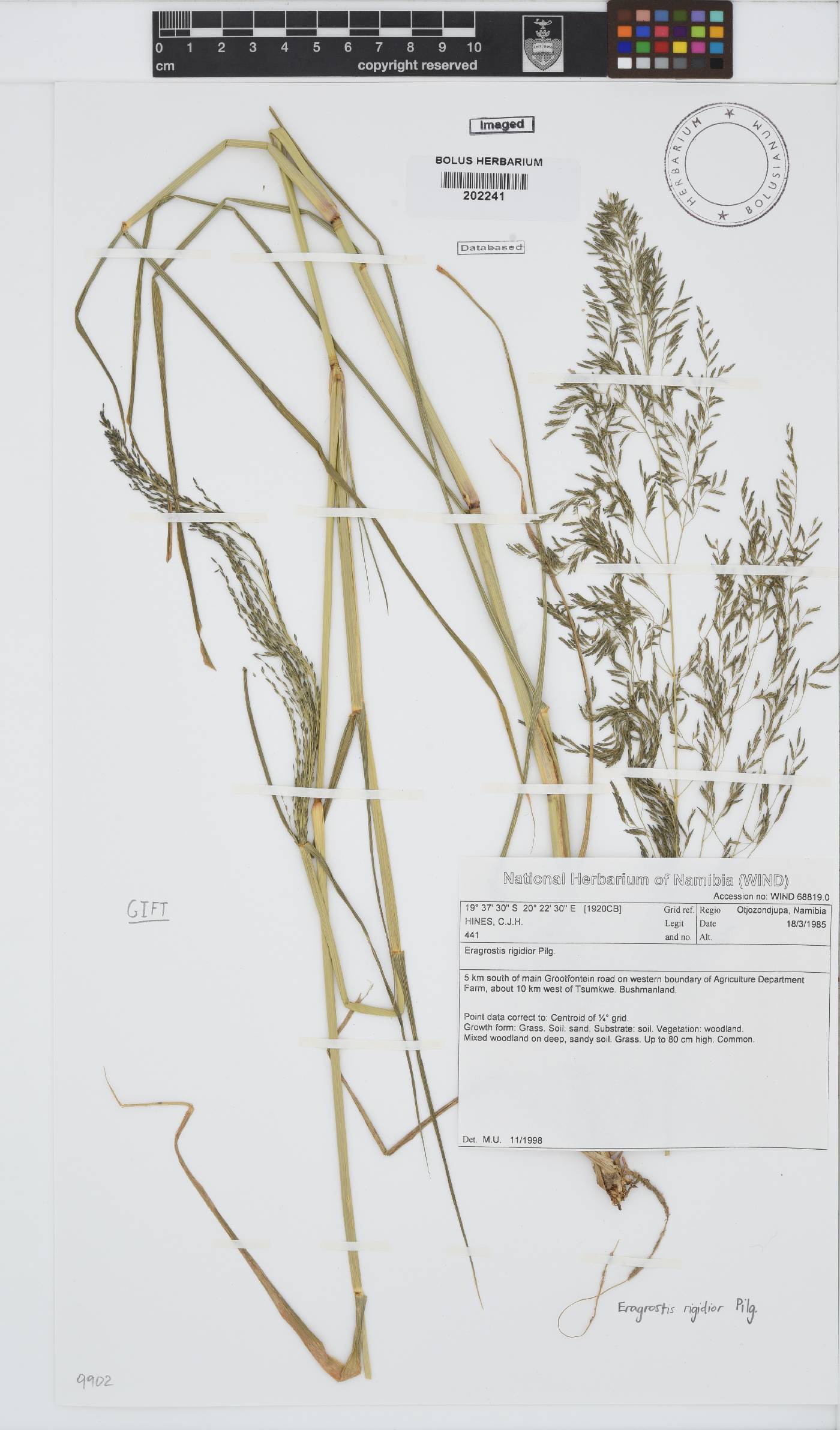 Eragrostis rigidior image