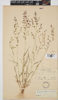 Eragrostis rogersii image