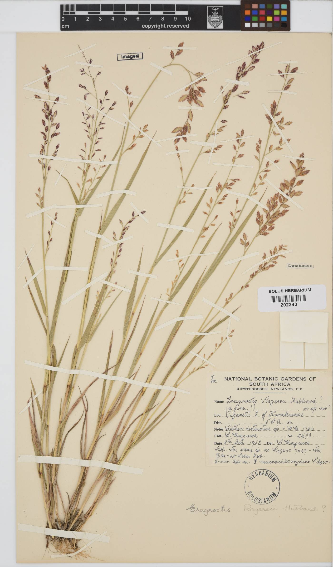 Eragrostis rogersii image