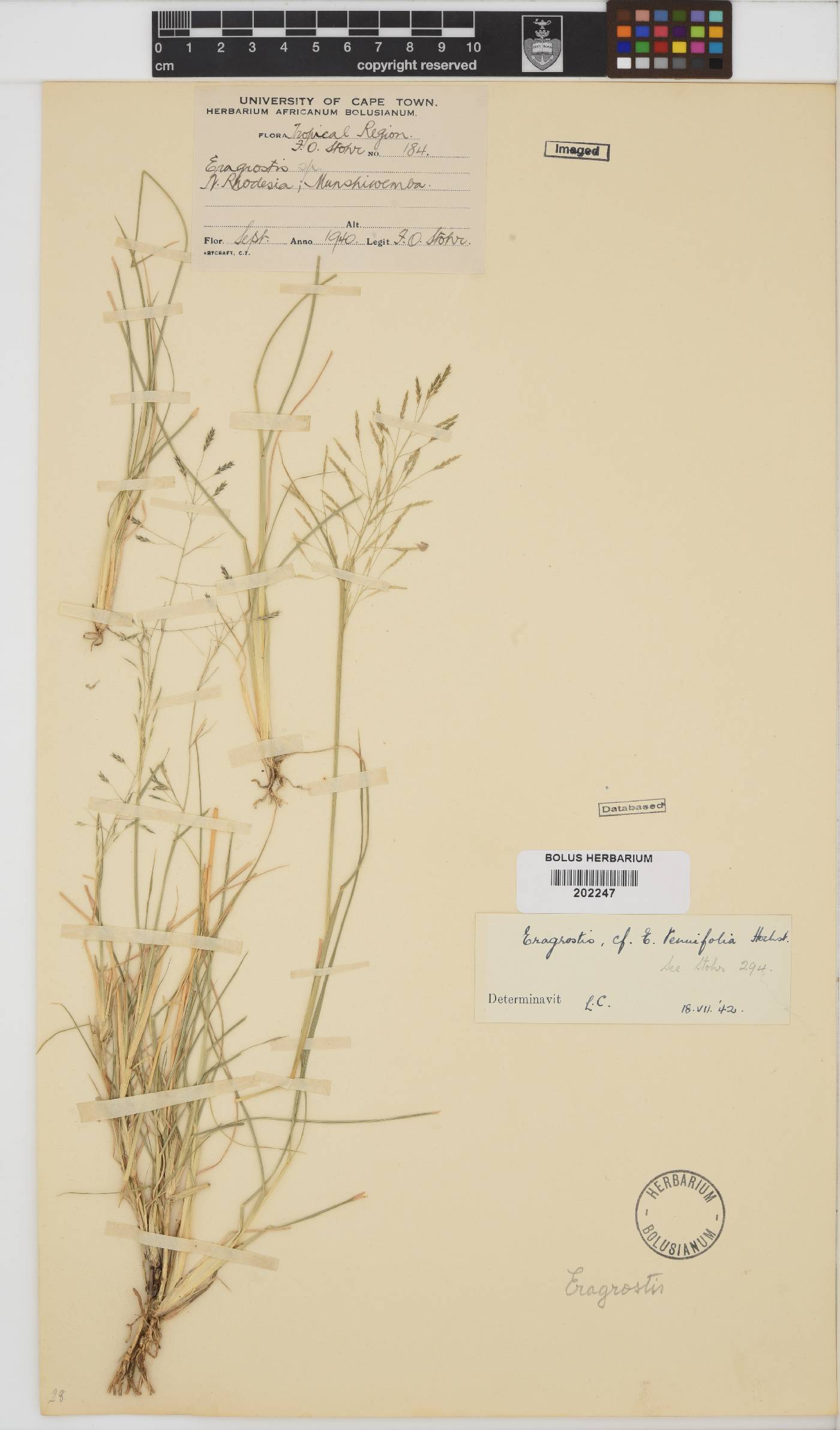 Eragrostis tenuifolia image