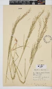 Eragrostis tef image