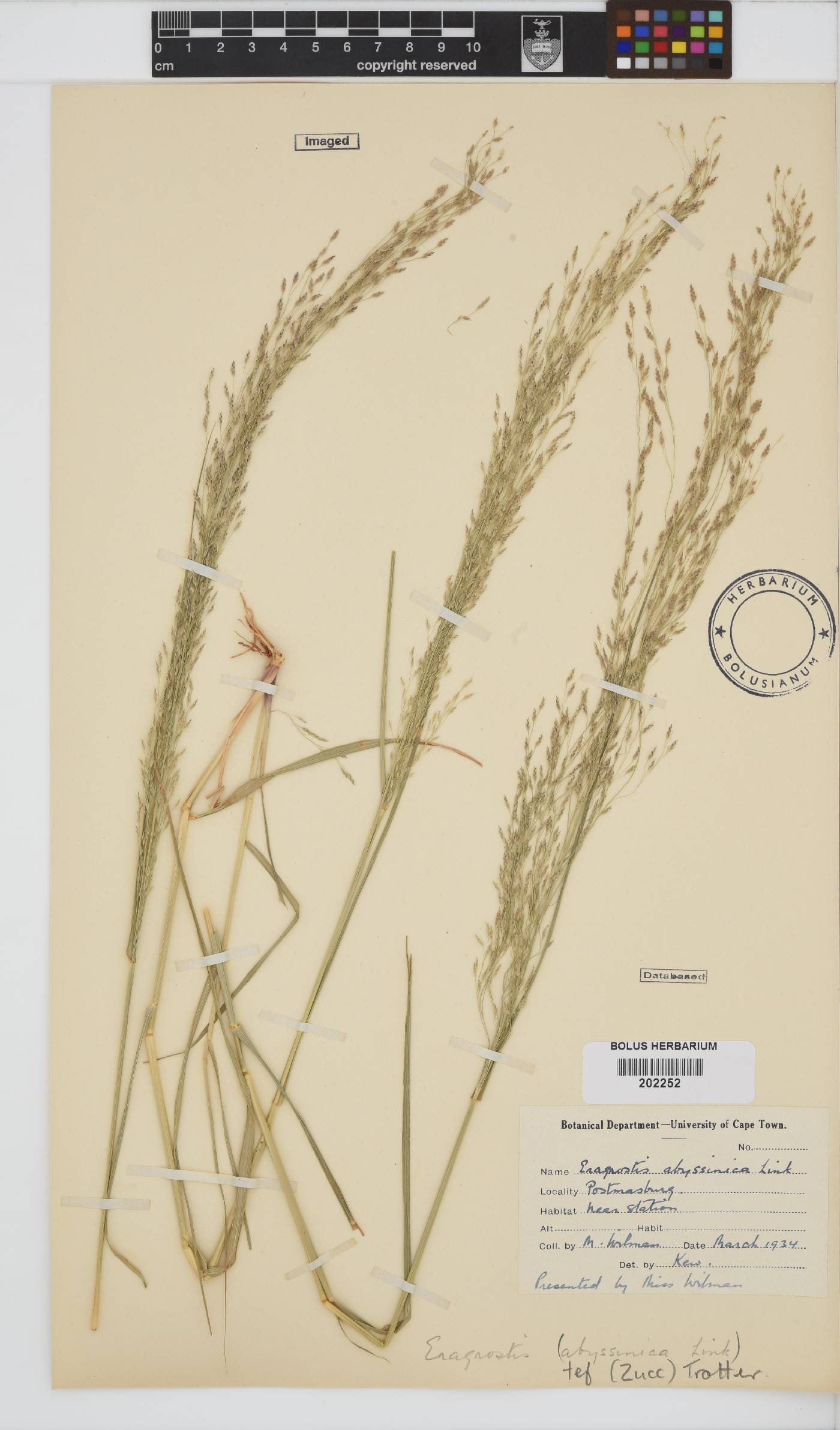 Eragrostis tef image