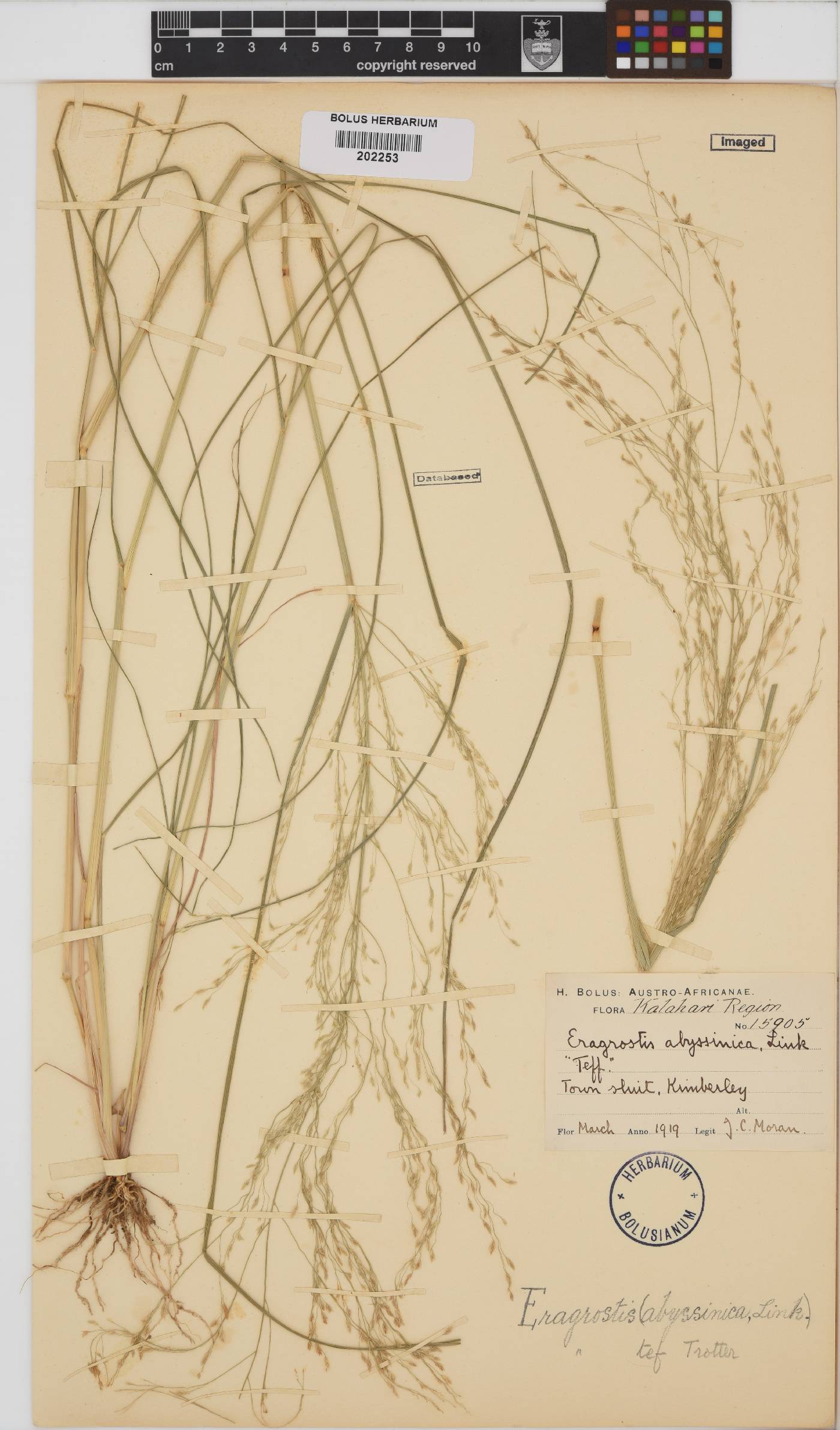 Eragrostis tef image