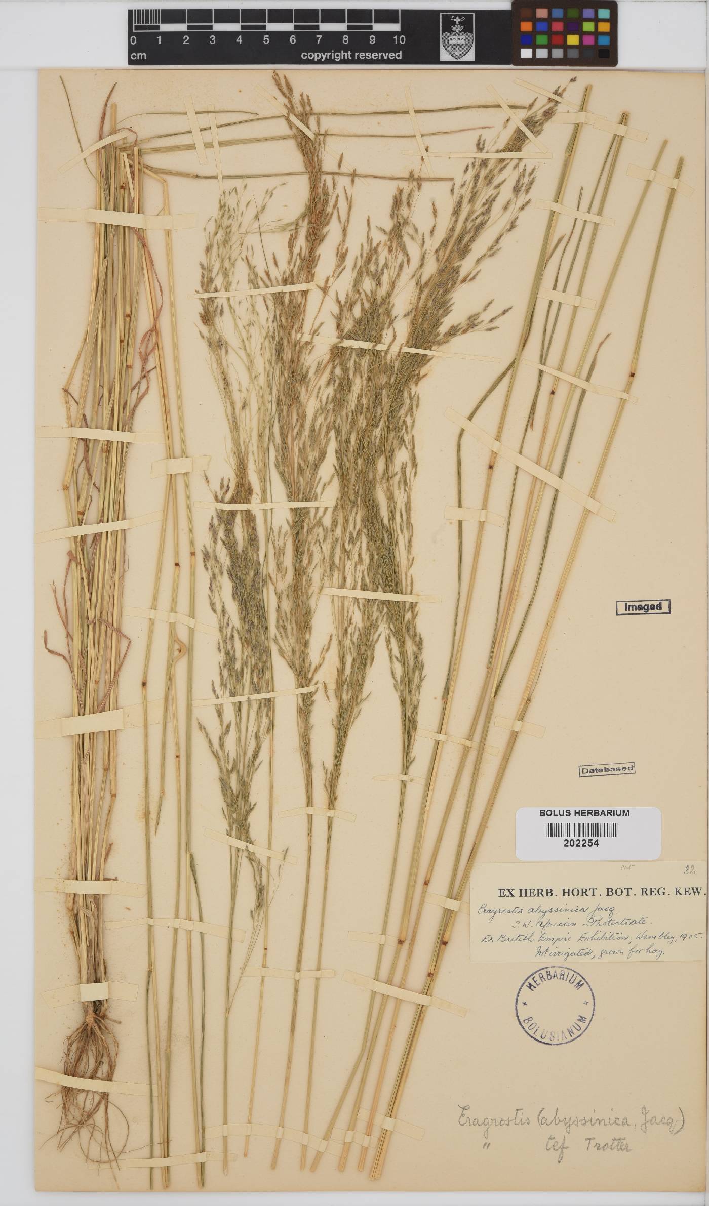 Eragrostis tef image