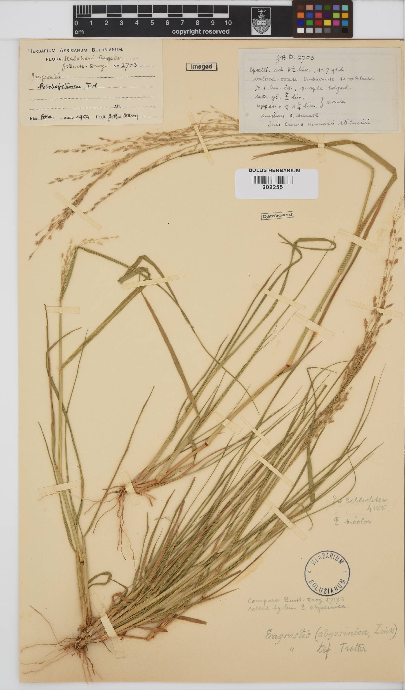 Eragrostis tef image